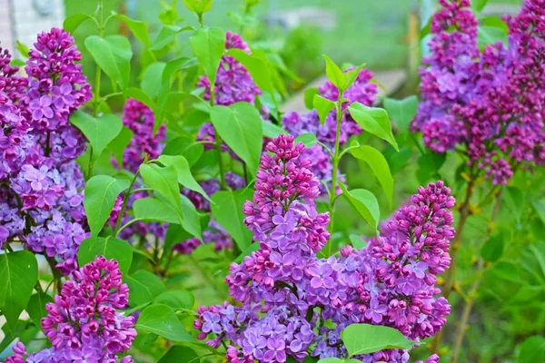 Beautiful Purple Lilac Flowers Blooming Spring Garden — Stock Photo, Image