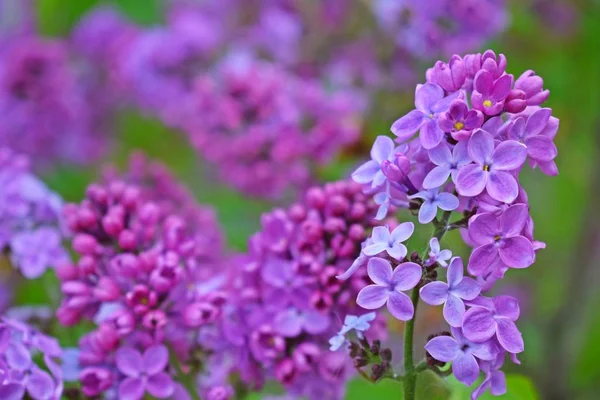 Beautiful Purple Lilac Flowers Blooming Spring Garden — Stock Photo, Image