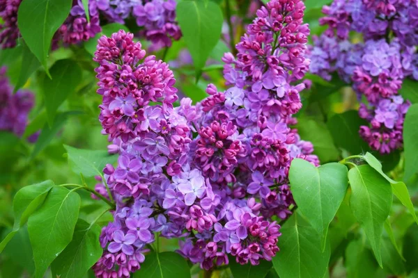 Linda Flor Lilás Púrpura Floração Jardim Primavera — Fotografia de Stock