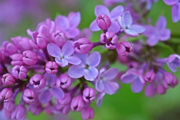 Linda Flor Lilás Púrpura Floração Jardim Primavera — Fotografia de Stock