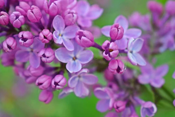 Beautiful Purple Lilac Flowers Blooming Spring Garden — Stock Photo, Image