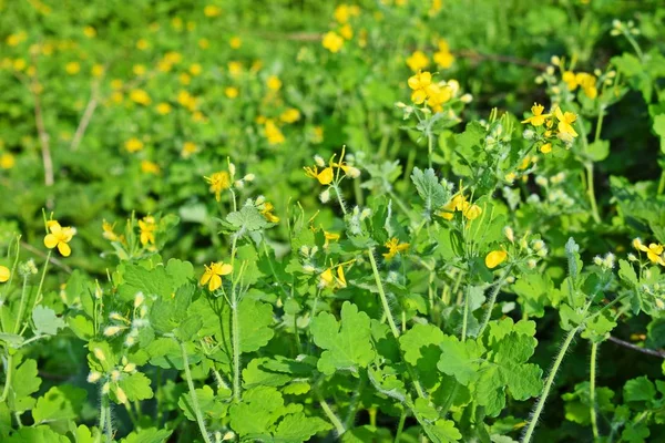 Yellow Celandine Flowers Bloomed Meadow Spring — Stock Photo, Image