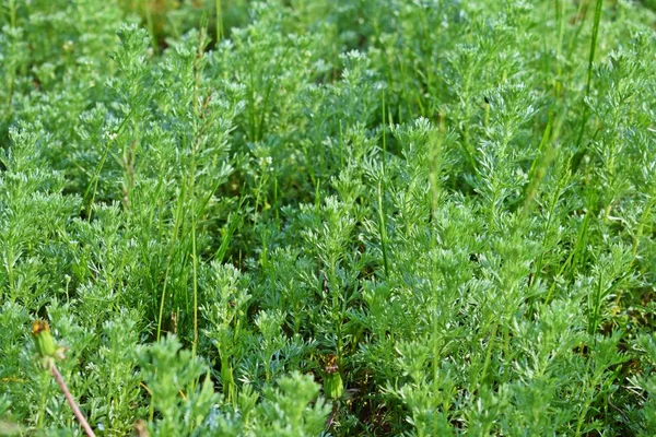 Renkli acı pelin. Bahar tarlaları ve çayırları.