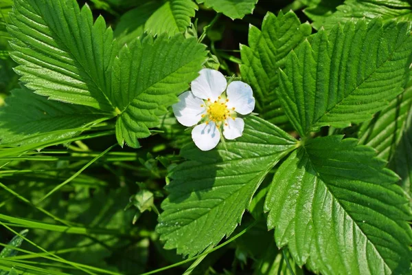 Aardbei Bloem Met Witte Bloemblaadjes Mooie Bladeren — Stockfoto