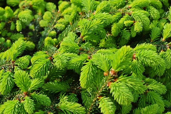 Young Shoots Miniature Spruce Spring Flower Bed Garden — 스톡 사진