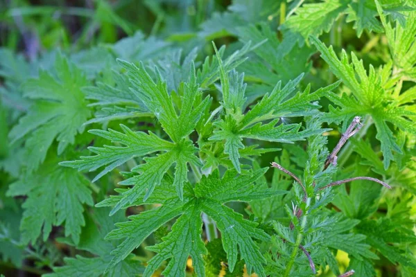 Leonurus Cardiaca Organicznym Ogrodzie Zioło Lecznicze Koncepcja Zdrowego Odżywiania Leonurus — Zdjęcie stockowe