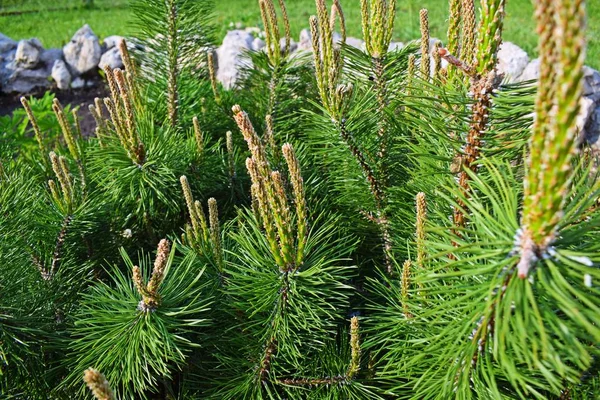 Hermosos Brotes Jóvenes Pino Miniatura Macizo Flores Jardín —  Fotos de Stock