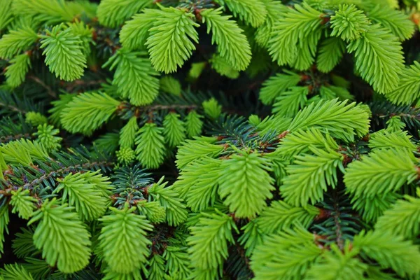 Young Shoots Miniature Spruce Spring Flower Bed Garden — 스톡 사진