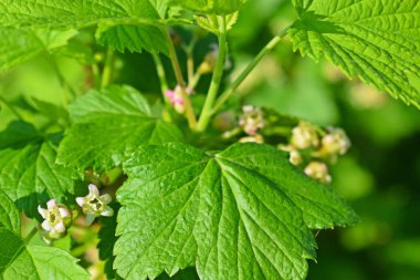Baharda taze kuşüzümü yaprakları. Bahçede çalılar..