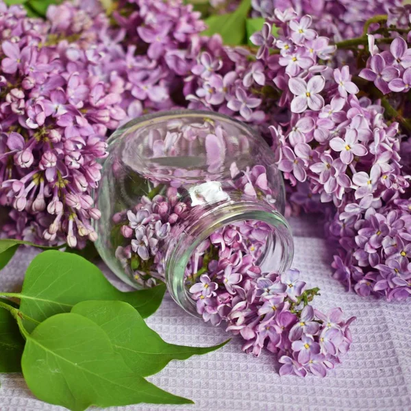 Lilac Flowers Jar Table Preparation Tincture Lilac Strengthen Immune System — Stock Photo, Image