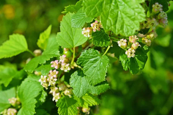 Young Black Currant Leaves Spring Bushes Garden — стоковое фото