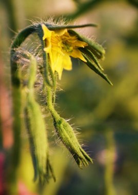 Bush domateslerinde çiçek fırçası. Lezzetli domates büyümek.