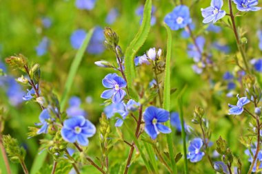 Güzel mavi unut-me-nots çayırda çiçek açtı. Bahar.