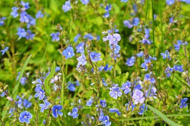 Güzel mavi unut-me-nots çayırda çiçek açtı. Bahar.