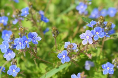 Güzel mavi unut-me-nots çayırda çiçek açtı. Bahar.