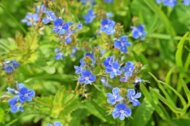 Güzel mavi unut-me-nots çayırda çiçek açtı. Bahar.