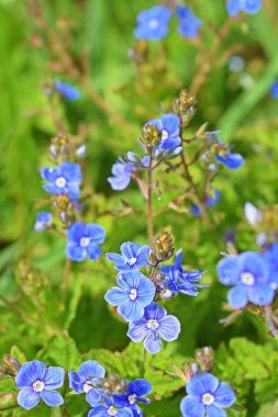 Güzel mavi unut-me-nots çayırda çiçek açtı. Bahar.