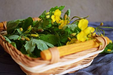 Tıbbi bitki-celandine. Alternatif tıp.