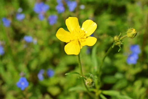 Campo Giallo Ranuncolo Nel Periodo Fioritura — Foto Stock