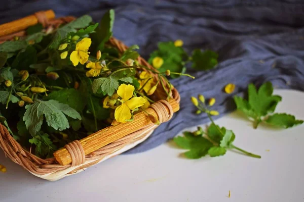 Medicinal Planta Celandina Medicina Alternativa — Fotografia de Stock