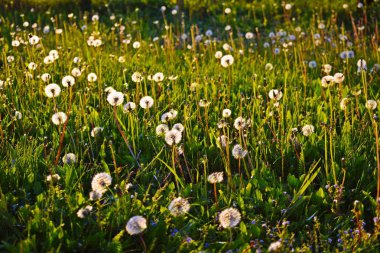 güzel kabarık dandelions çayırda.