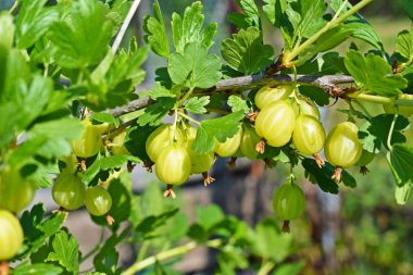 Bahçede bektaşi üzümü çalısı. Yeşil meyveler.