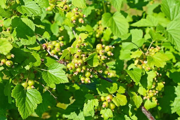 Fekete Ribizli Bush Kertben Zöld Bogyós Gyümölcsök — Stock Fotó