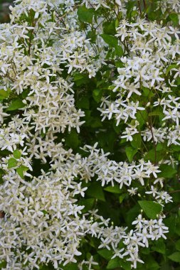 Bahçede bir çiçek yatağında güzel beyaz clematis. Tırmanma tesisi.
