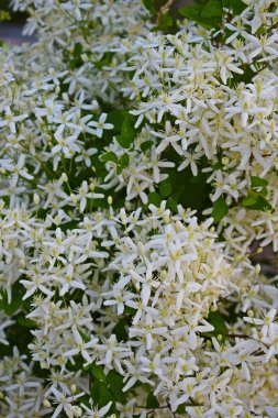 Bahçede bir çiçek yatağında güzel beyaz clematis. Tırmanma tesisi.