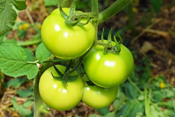 Πράσινες Ντομάτες Ένα Θάμνο Ένα Θερμοκήπιο — Φωτογραφία Αρχείου