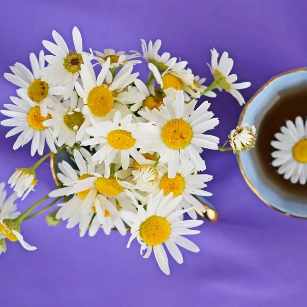 Świeże Kwiaty Rumianku Zdrowa Herbata Tle Bzu Medycyna Alternatywna — Zdjęcie stockowe