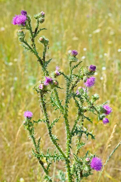 草原で成長する尖ったアザミ 薬用植物 代替医療 — ストック写真