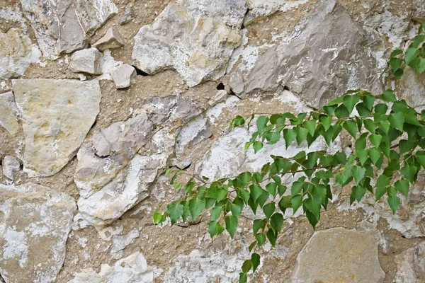 Texture Del Muro Pietra All Aperto Vista Vecchio Muro Pietra — Foto Stock