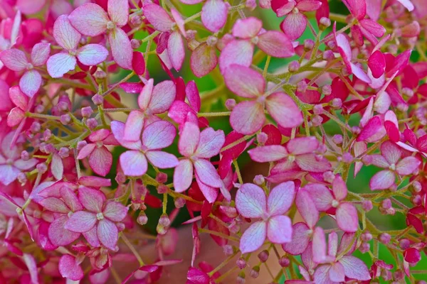 Rosa Hortensienblüten Auf Dem Beet Garten — Stockfoto