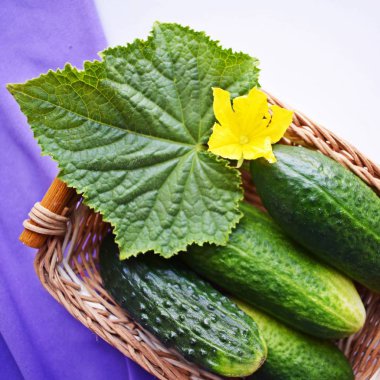 Bir hasır sepet içinde bahçeden taze, lezzetli salatalık.