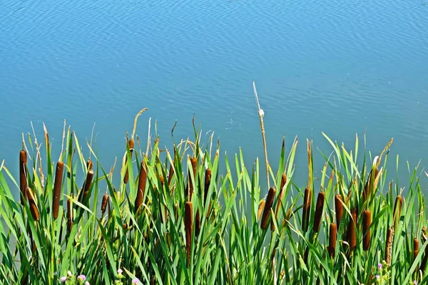 Hermosas Cañas Lago Fondo Natural —  Fotos de Stock