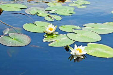 Açık havada Yaz gölünde Beyaz nilüfer.