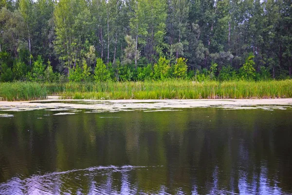 Pohon Hijau Danau Picturesque Lanskap Musim Panas — Stok Foto