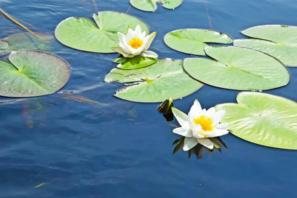 Air Putih Lily Danau Musim Panas Udara Terbuka — Stok Foto