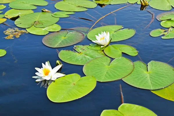 Air Putih Lily Danau Musim Panas Udara Terbuka — Stok Foto