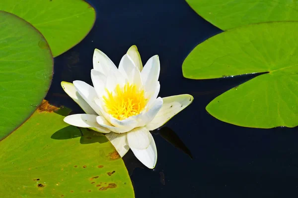 Air Putih Lily Danau Musim Panas Udara Terbuka — Stok Foto