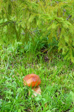 Boletus edulis, ormanda yenilebilir mantar. Porcini mantar sağlıklı ve şarküteri gıda