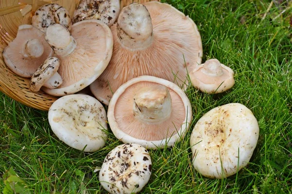 Fresh Edible Mushrooms Green Grass Forest — Stock Photo, Image