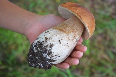 Boletus edulis, ormanda yenilebilir mantar. Porcini mantar sağlıklı ve şarküteri gıda