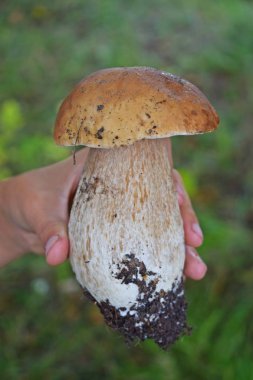 Boletus edulis, ormanda yenilebilir mantar. Porcini mantar sağlıklı ve şarküteri gıda
