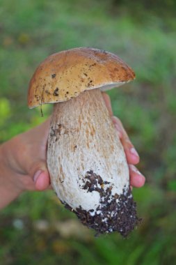 Boletus edulis, ormanda yenilebilir mantar. Porcini mantar sağlıklı ve şarküteri gıda