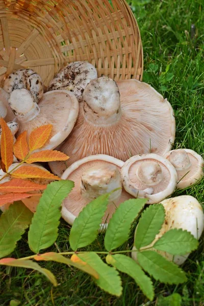 Fresh Edible Mushrooms Green Grass Forest — Stock Photo, Image