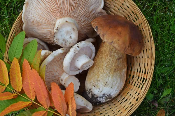 Fresh Edible Mushrooms Green Grass Forest — Stock Photo, Image