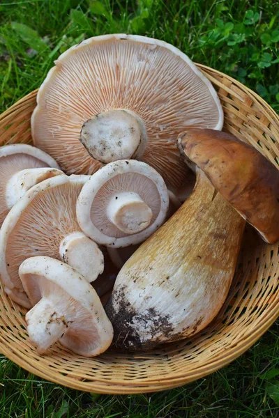 Fresh Edible Mushrooms Green Grass Forest — Stock Photo, Image