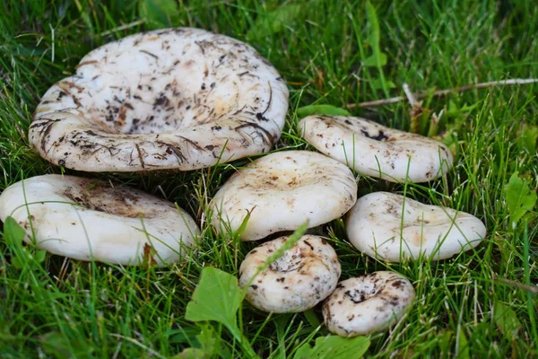 Lactarius Vellereus Fleecy Milk Mushroom Close Edible Mushroom Peppery Milk — Stock Photo, Image